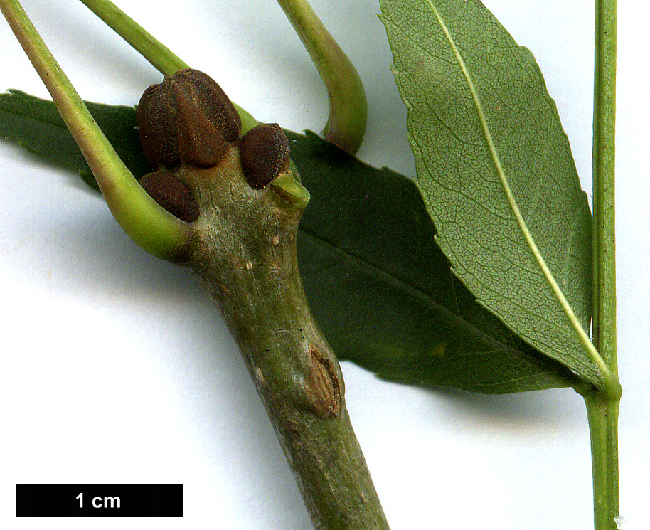 High resolution image: Family: Oleaceae - Genus: Fraxinus - Taxon: angustifolia - SpeciesSub: subsp. angustifolia